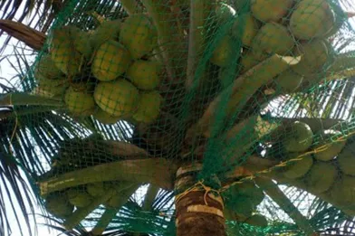 coconut tree nets in bangalore