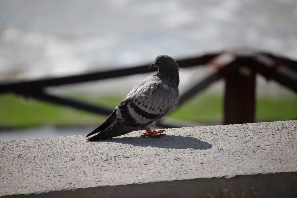 Pigeon Nets for Balconies Near Me in Bangalore