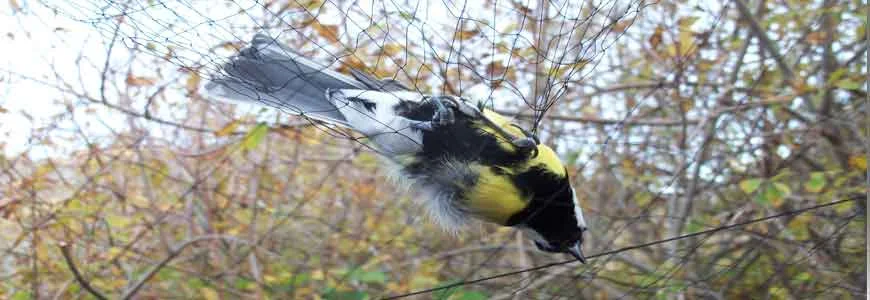 Anti Bird Nets In Bangalore