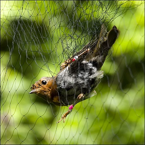 Anti Bird nets in Basavanagudi