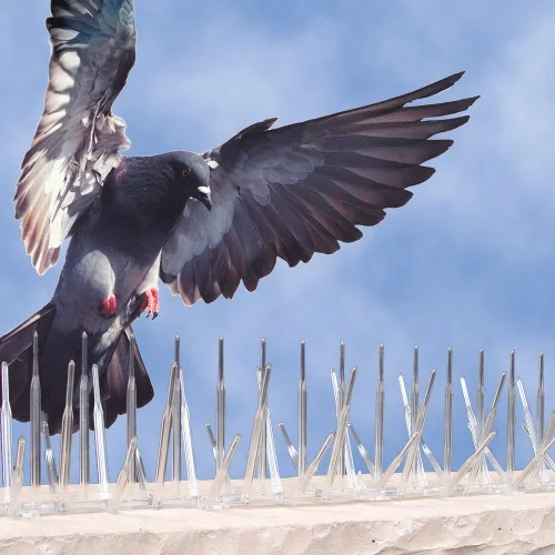 Bird Spikes In Bangalore