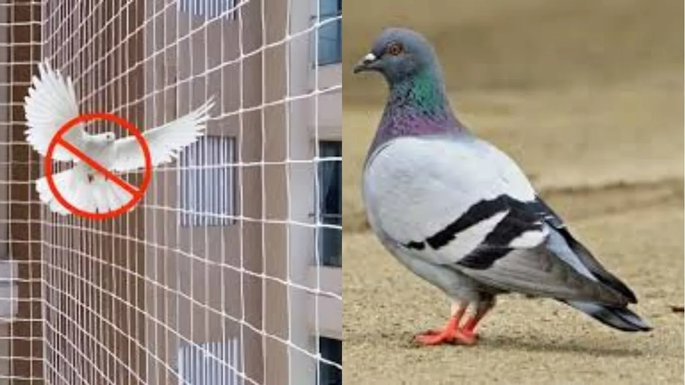 Pigeon Mesh near me in Bangalore